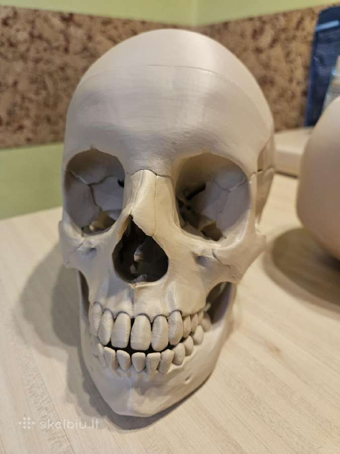 Kaukolės anatominis modelis 3D - nuotraukos Nr. 2