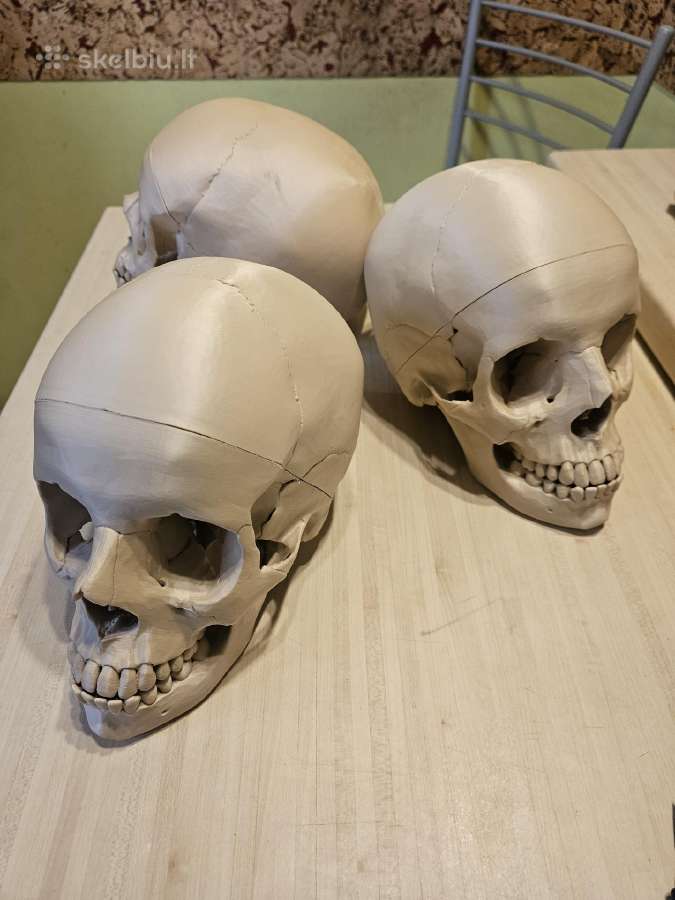 Kaukolės anatominis modelis 3D - nuotraukos Nr. 3