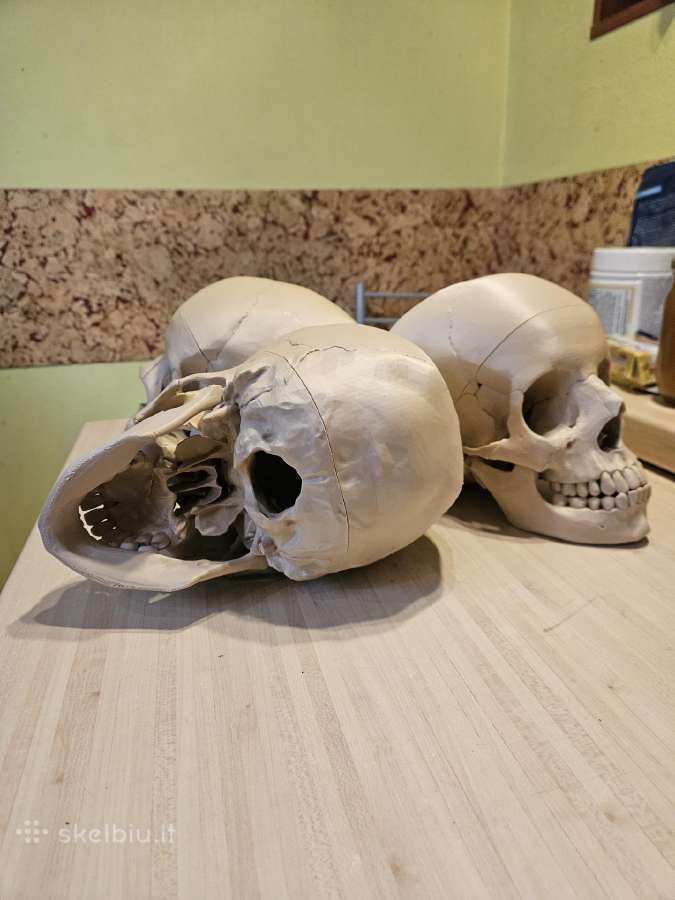 Kaukolės anatominis modelis 3D - nuotraukos Nr. 4