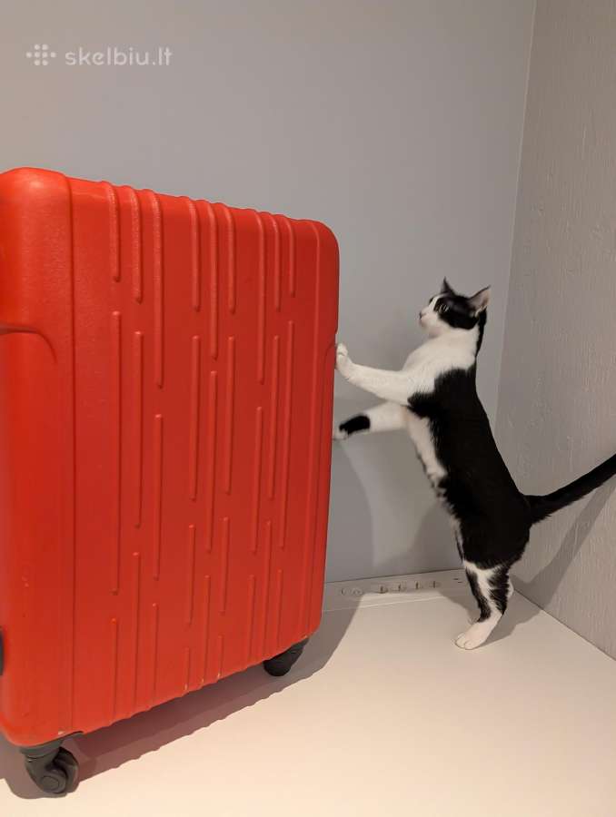 Suitcase / Lagaminas, 64 x 45 x 30 cm - nuotraukos Nr. 6