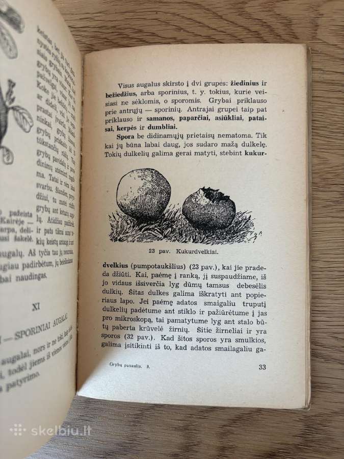 Grybų pasaulis (tarpukario laikų knyga) - nuotraukos Nr. 4