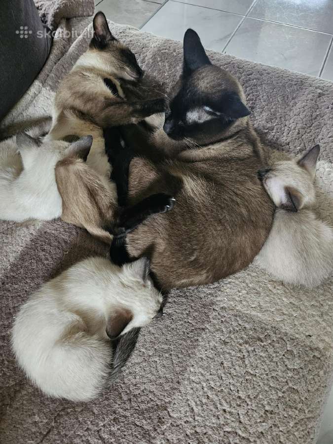 Siamo katinėliai - nuotraukos Nr. 5