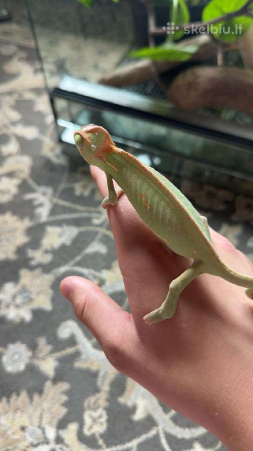 Roplys Jameno chameleonas - nuotraukos Nr. 2