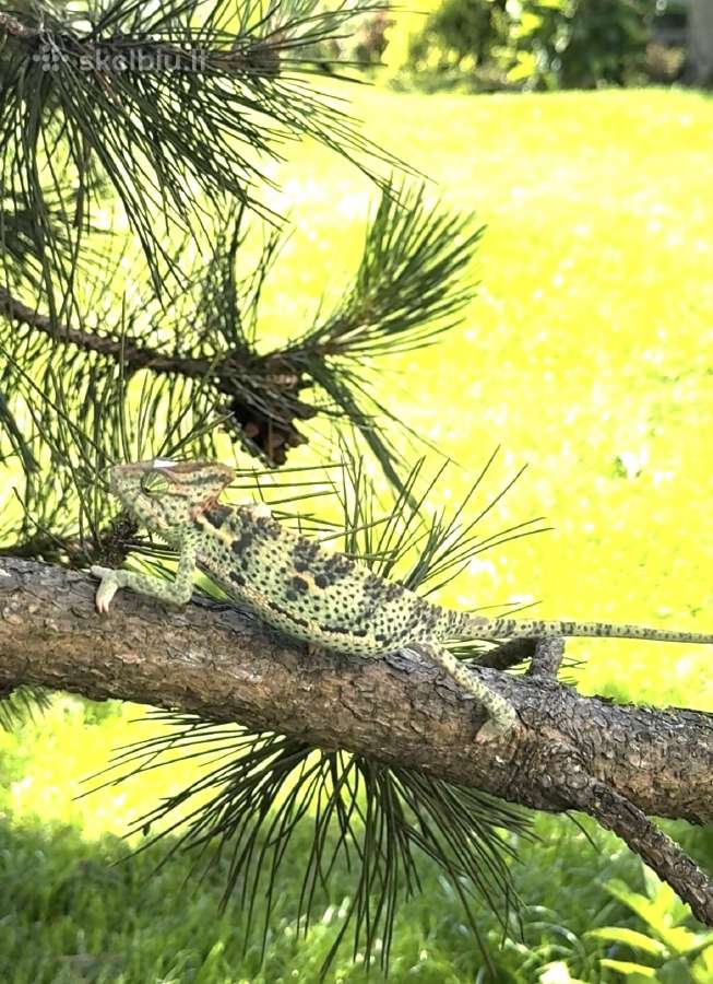 Roplys Jameno chameleonas - nuotraukos Nr. 3