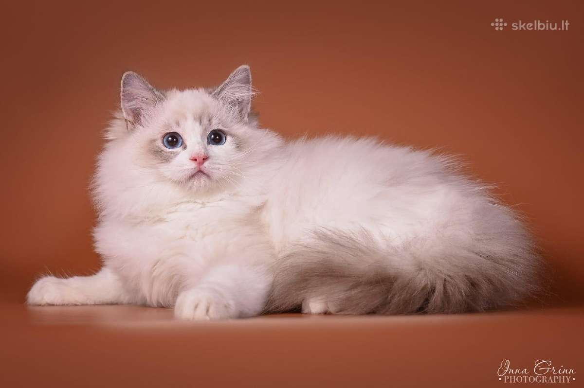 Ragdoll - nuotraukos Nr. 2