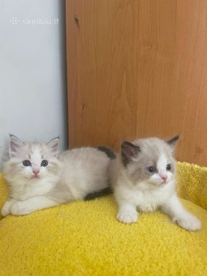 Ragdoll - nuotraukos Nr. 3