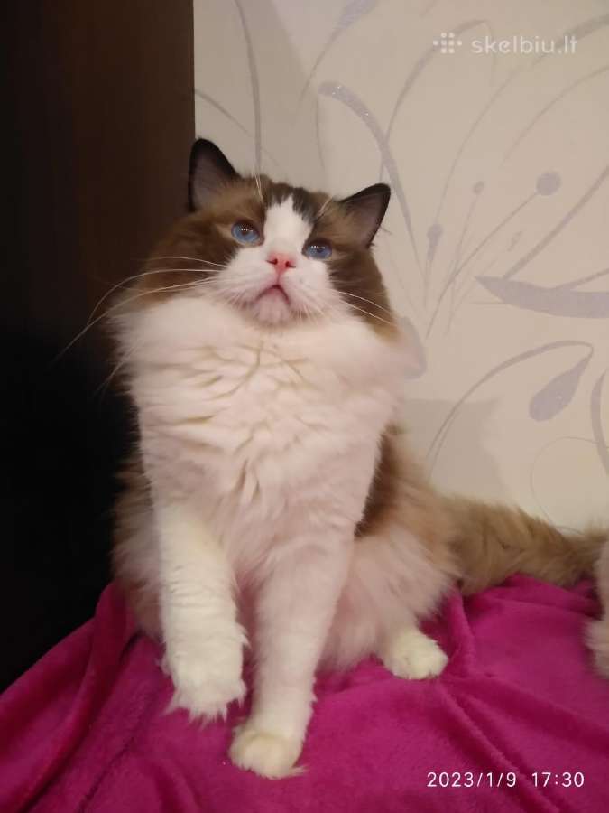 Ragdoll - nuotraukos Nr. 4