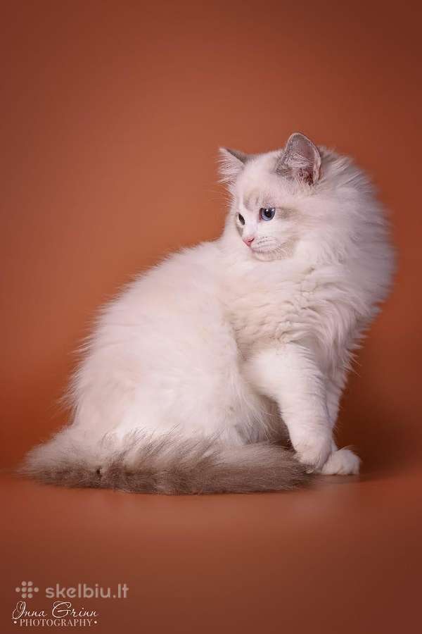 Ragdoll - nuotraukos Nr. 5