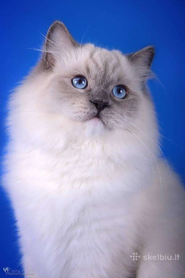 Ragdoll - nuotraukos Nr. 8
