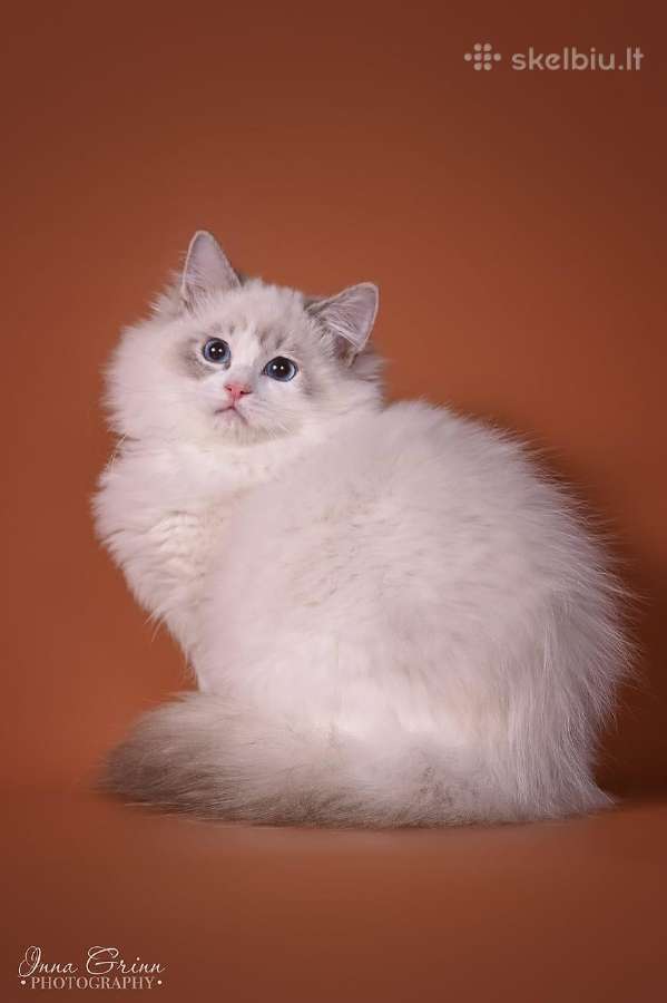Ragdoll - nuotraukos Nr. 9