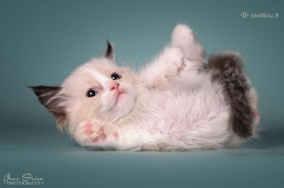 Ragdoll - nuotraukos Nr. 10