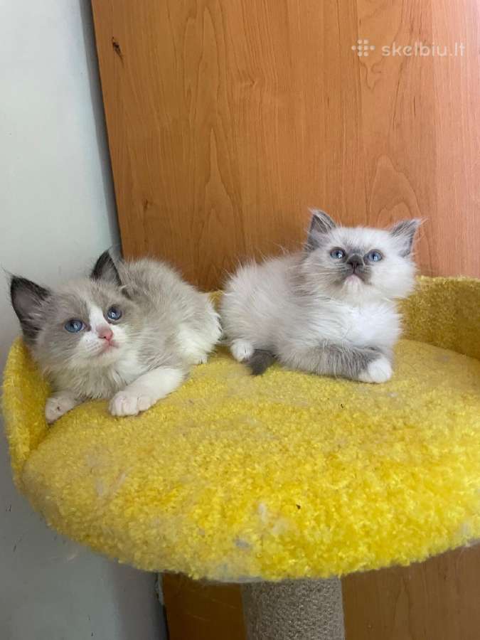 Ragdoll - nuotraukos Nr. 11