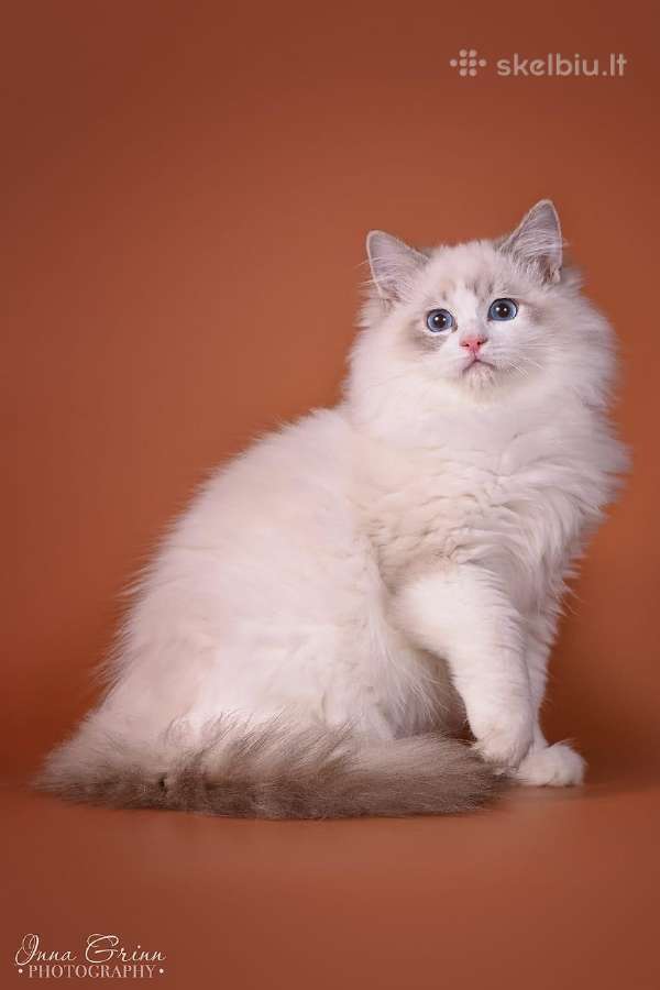 Ragdoll - nuotraukos Nr. 12