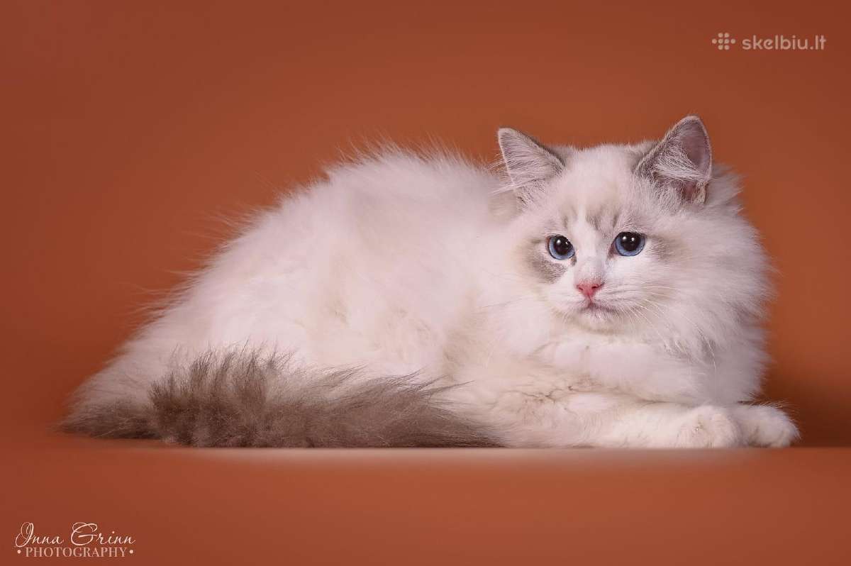 Ragdoll - nuotraukos Nr. 13