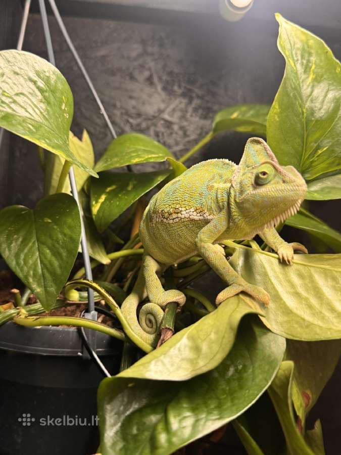 Roplys Jameno chameleonas - nuotraukos Nr. 4