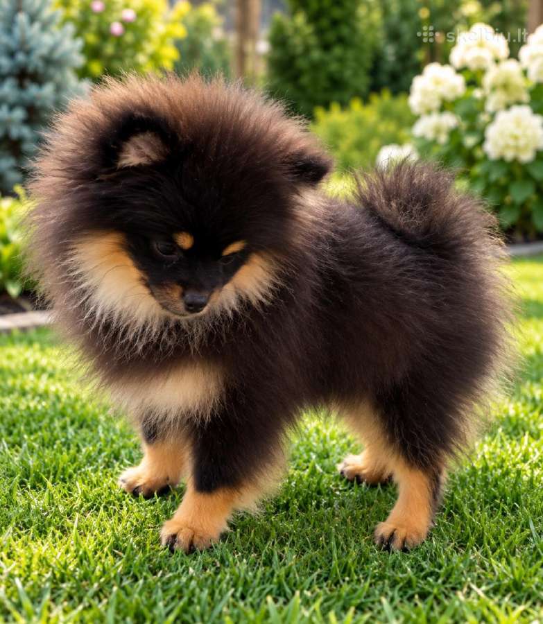 Vokiėčiu nykštukinis mini pomeranian špiciukas - nuotraukos Nr. 4