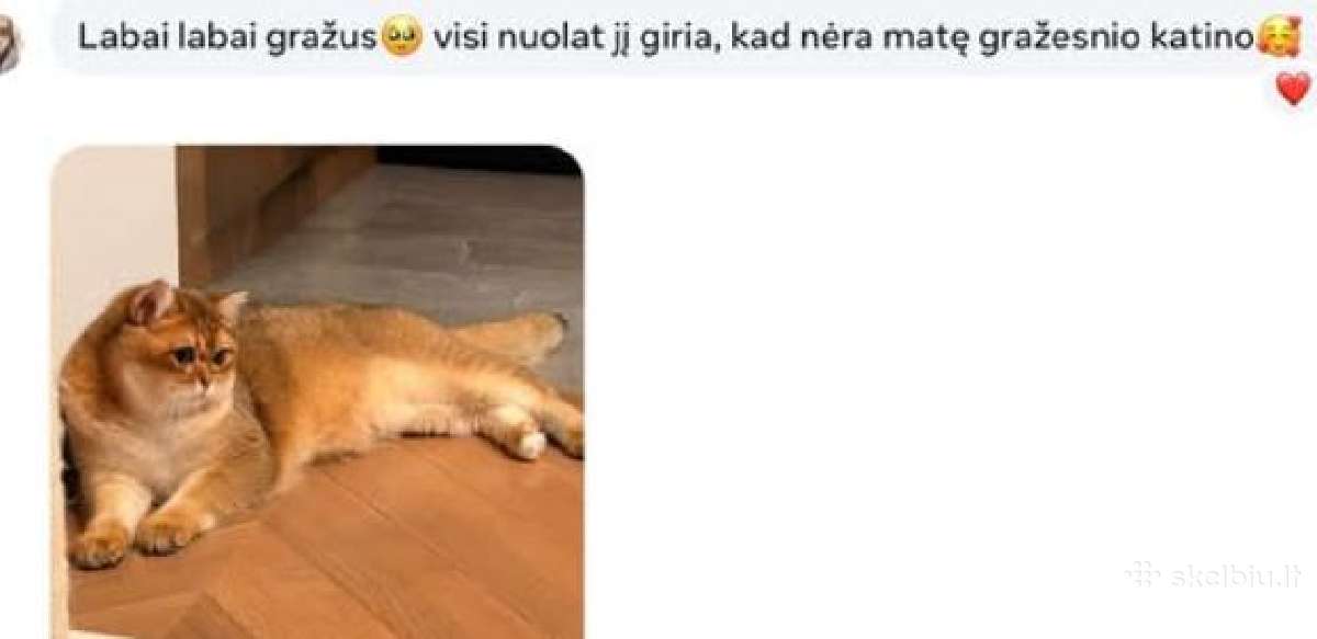 Britų trumpaplaukiai Čia ir dabar! - nuotraukos Nr. 9