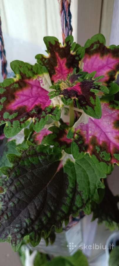 Margenis (Coleus) - nuotraukos Nr. 6