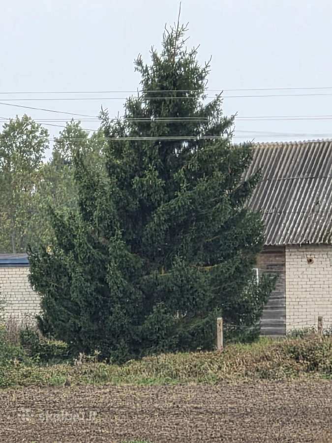 Kalėdoms Eglė - nuotraukos Nr. 3