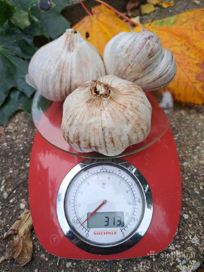 Parduodami maistiniai bei sėkliniai česnakai - nuotraukos Nr. 5