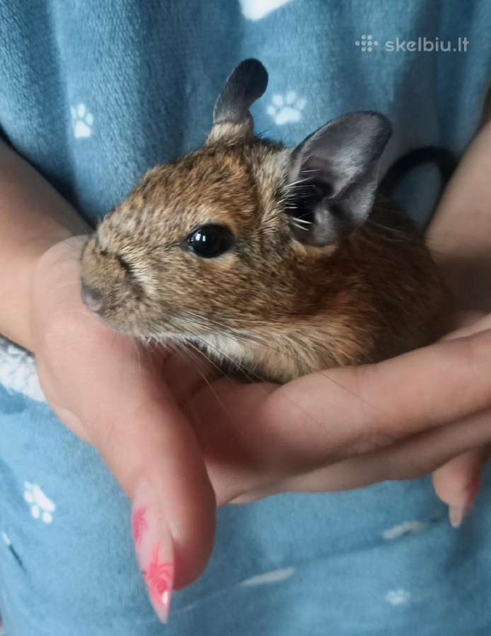 Parduodu degu - nuotraukos Nr. 2