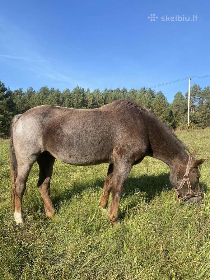 Kastratas ir kumele - nuotraukos Nr. 2