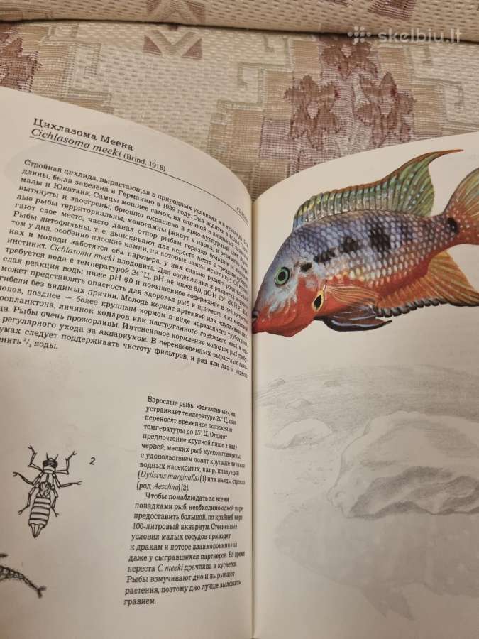 Rusų kalba - Аквариумные тропические рыбы - nuotraukos Nr. 6