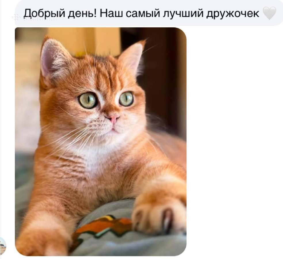 Britukai iš Amber Villard Cattery - nuotraukos Nr. 16