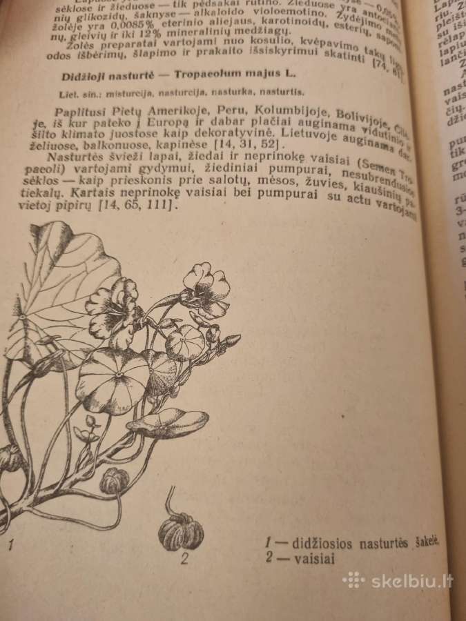 Vaistinių augalų auginimas - nuotraukos Nr. 5