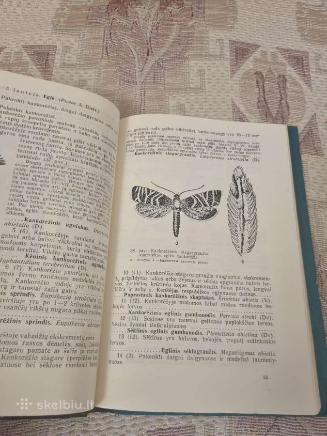 Svarbiausių miško medžių kenkėjai ir ligos - nuotraukos Nr. 5