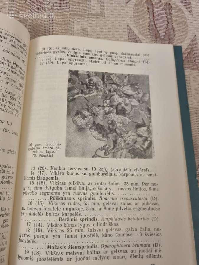 Svarbiausių miško medžių kenkėjai ir ligos - nuotraukos Nr. 6