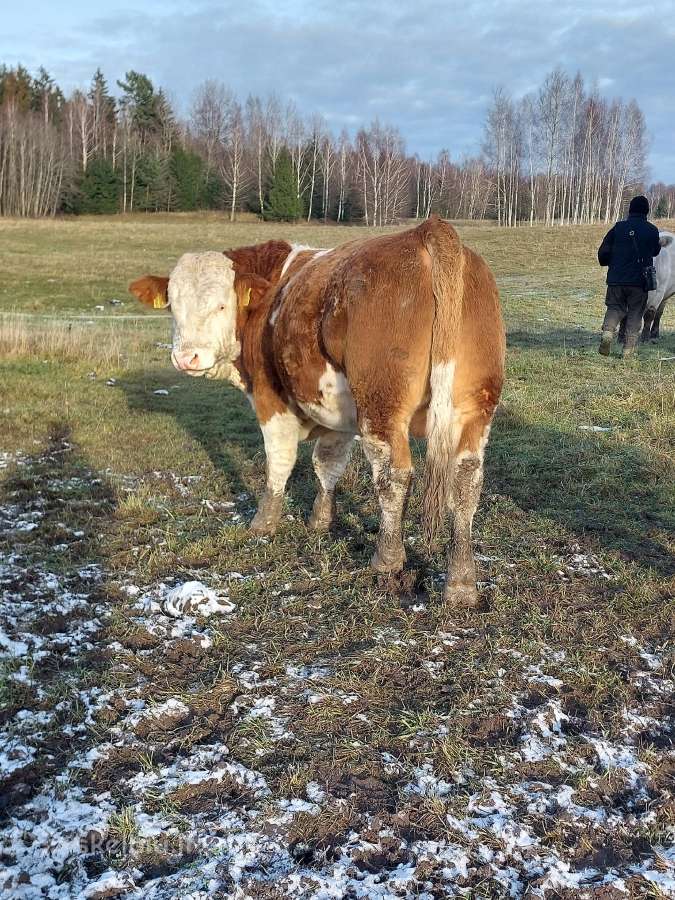 Mėsinių Simentalų grynaveislis bulius - nuotraukos Nr. 2