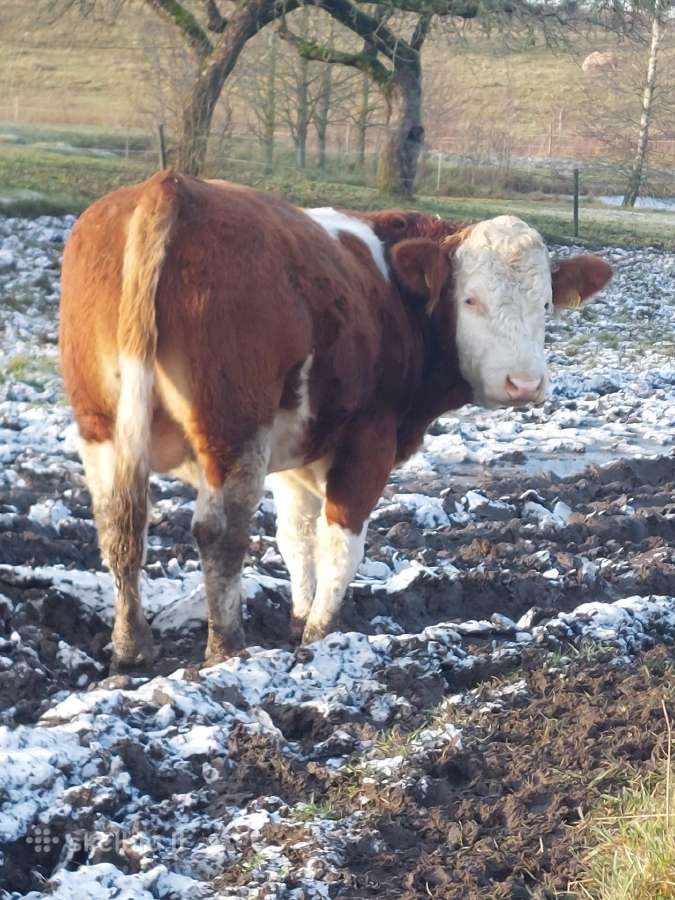 Mėsinių Simentalų grynaveislis bulius - nuotraukos Nr. 3