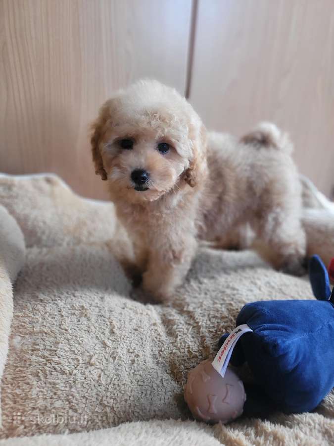 Maltipoo - nuotraukos Nr. 2