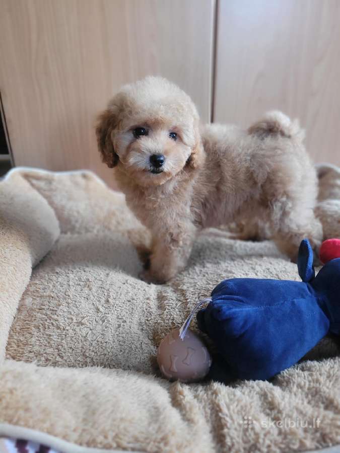 Maltipoo - nuotraukos Nr. 3