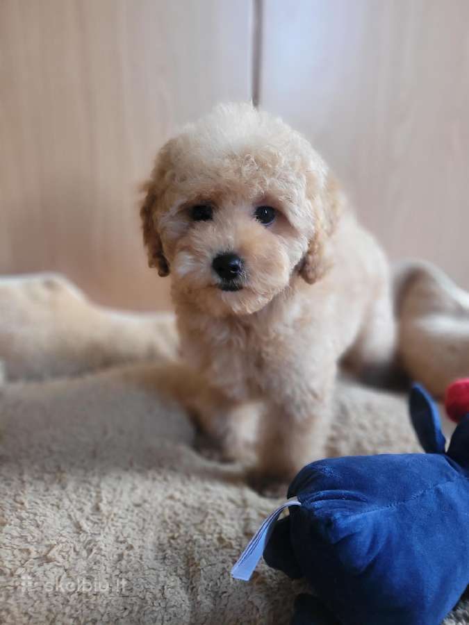Maltipoo - nuotraukos Nr. 4