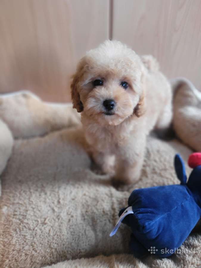 Maltipoo - nuotraukos Nr. 5