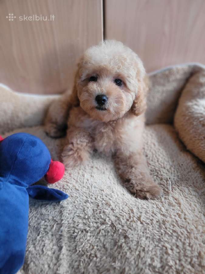 Maltipoo - nuotraukos Nr. 6