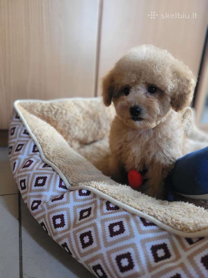 Maltipoo - nuotraukos Nr. 7