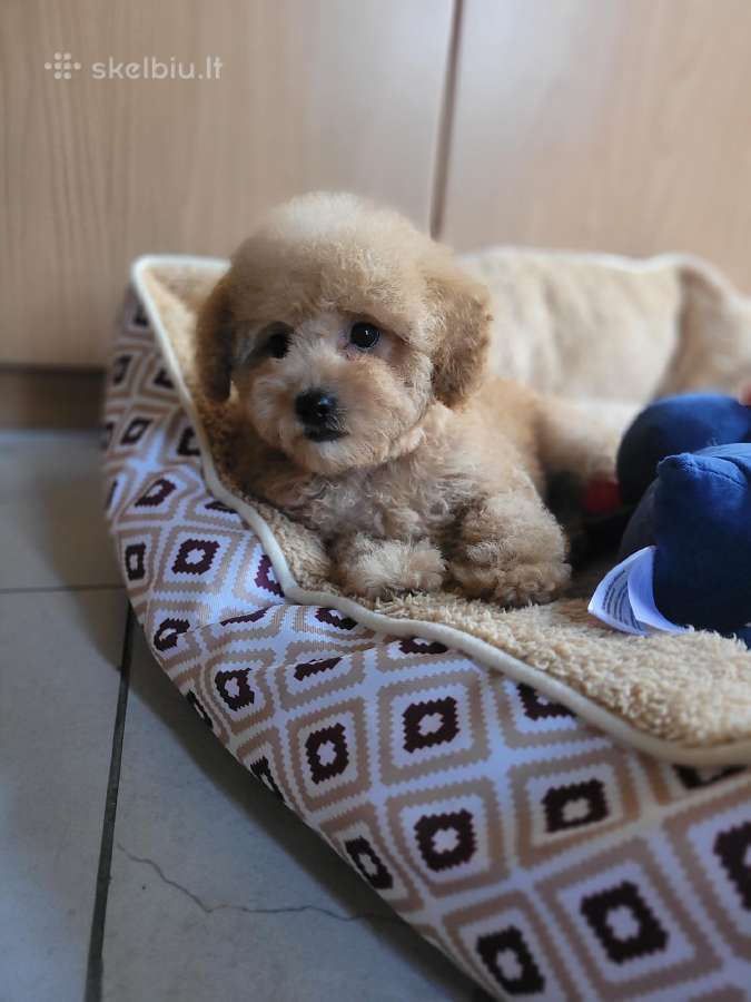 Maltipoo - nuotraukos Nr. 8