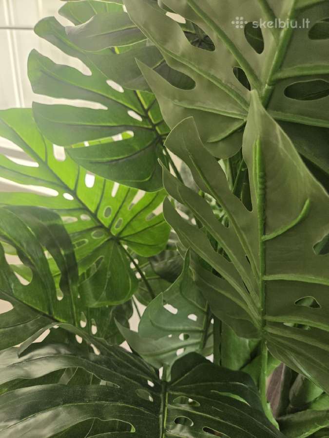 Dirbtinis augalas Monstera - nuotraukos Nr. 3
