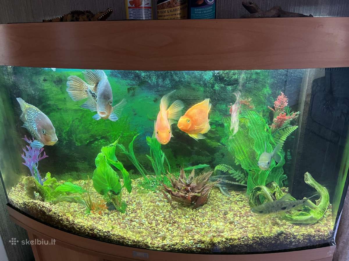 Parduodamas Juwel akvariumas su žuvytėmis - nuotraukos Nr. 4