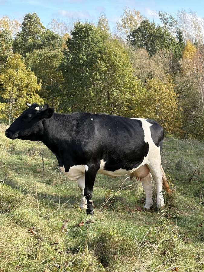 Karvės - nuotraukos Nr. 2