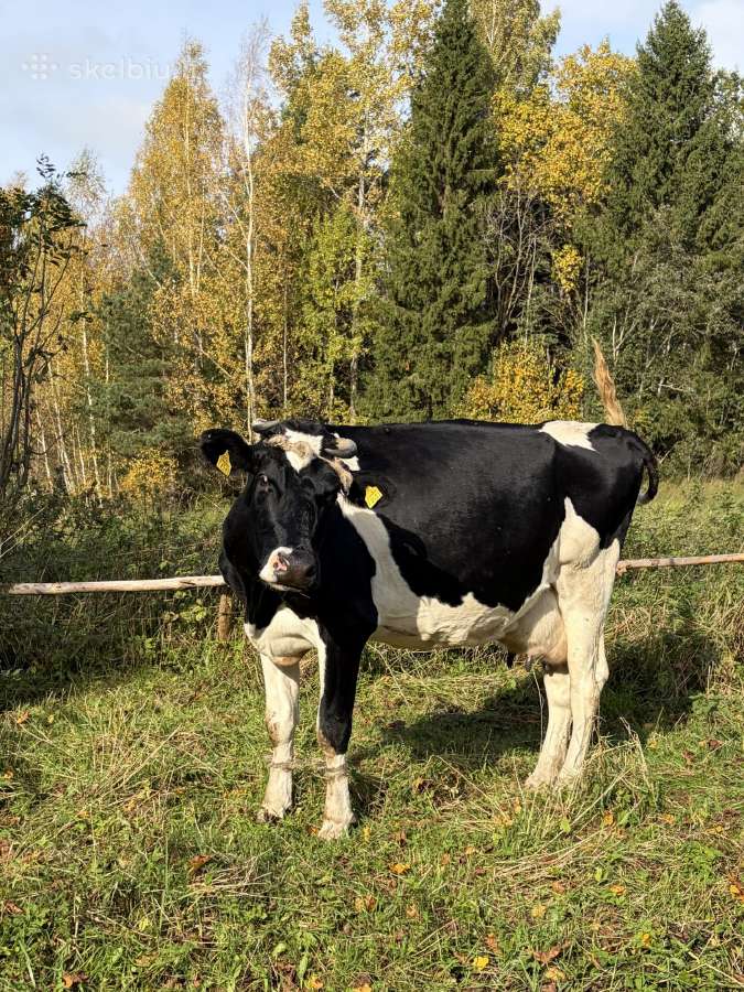 Karvės - nuotraukos Nr. 3