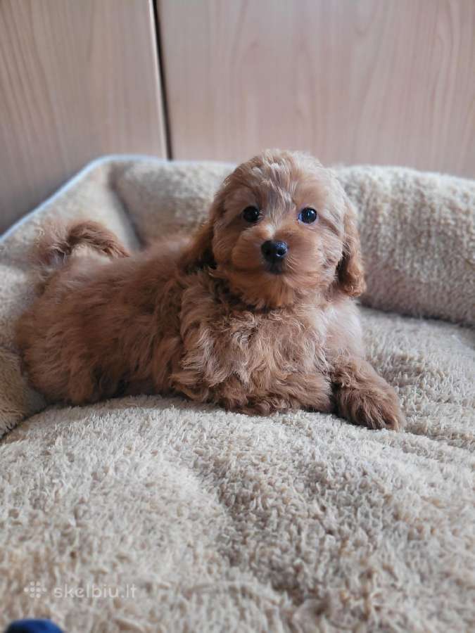 Maltipoo - nuotraukos Nr. 9