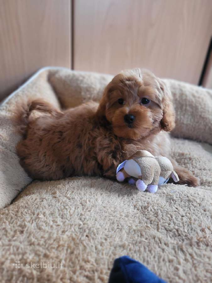 Maltipoo - nuotraukos Nr. 10