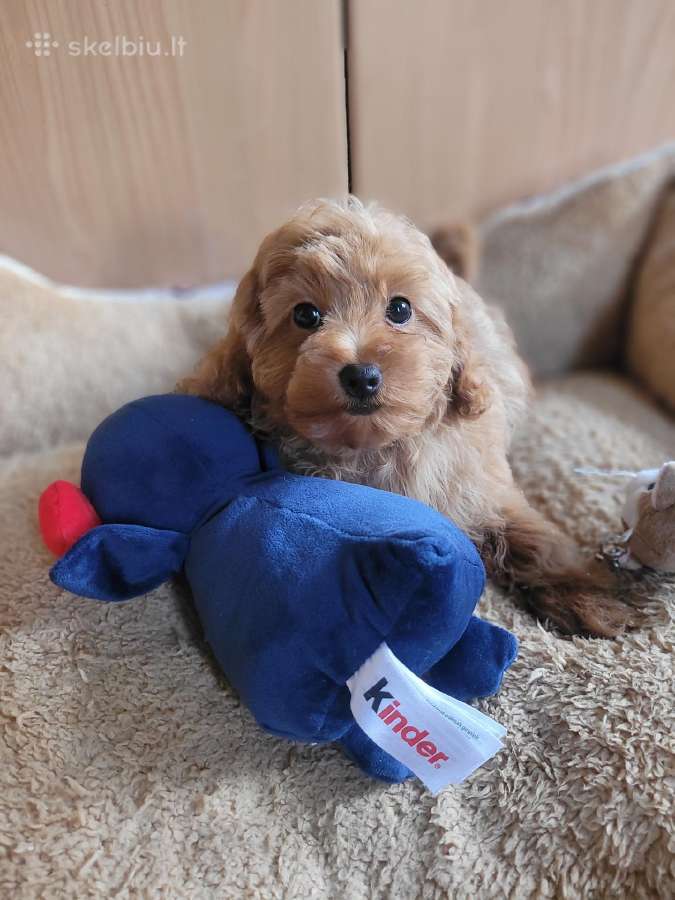 Maltipoo - nuotraukos Nr. 11