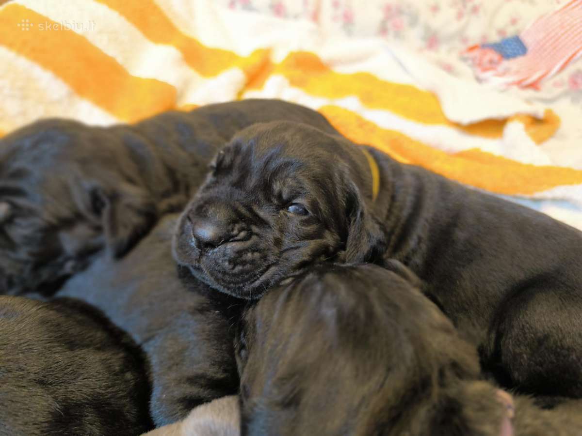 Cane corso veislės šuniukai su kilmės dokumentais - nuotraukos Nr. 3