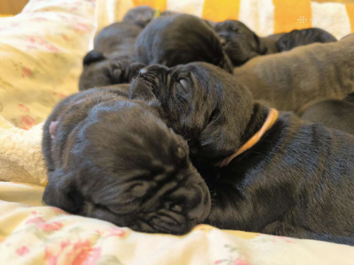 Cane corso veislės šuniukai su kilmės dokumentais - nuotraukos Nr. 6
