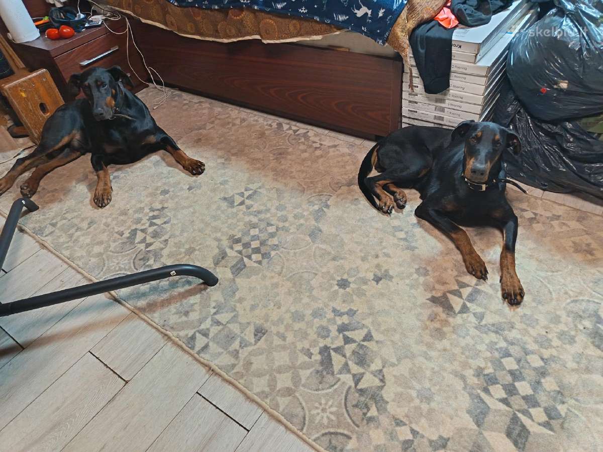 Dovanojm dobermanu kalyte - nuotraukos Nr. 2